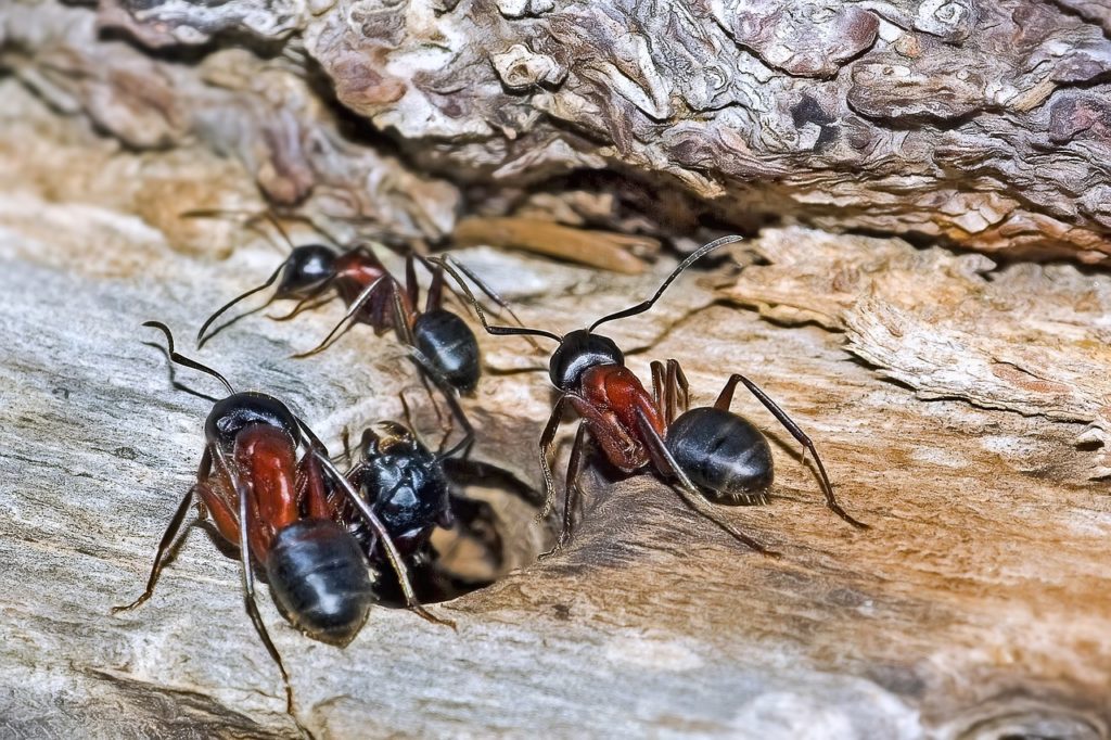RHS fourmis nuisibles Luxembourg désinsectisation