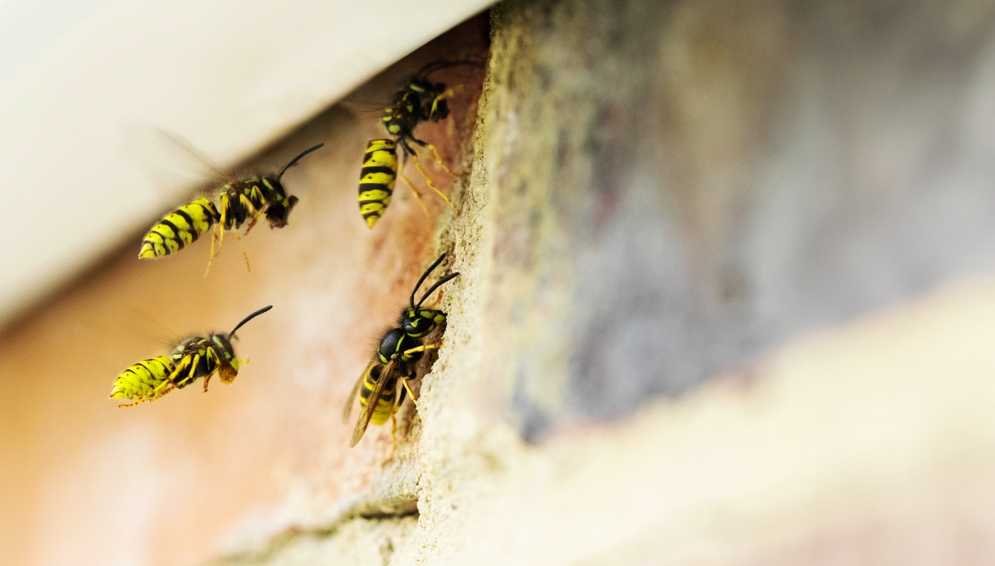 RHS nid de guêpes Luxembourg