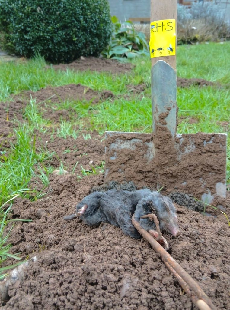 RHS Taupe Autres nuisibles