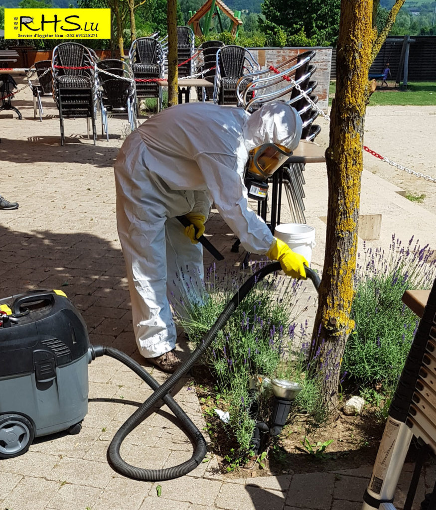 RHS lutte chenilles urticantes nuisibles Luxembourg