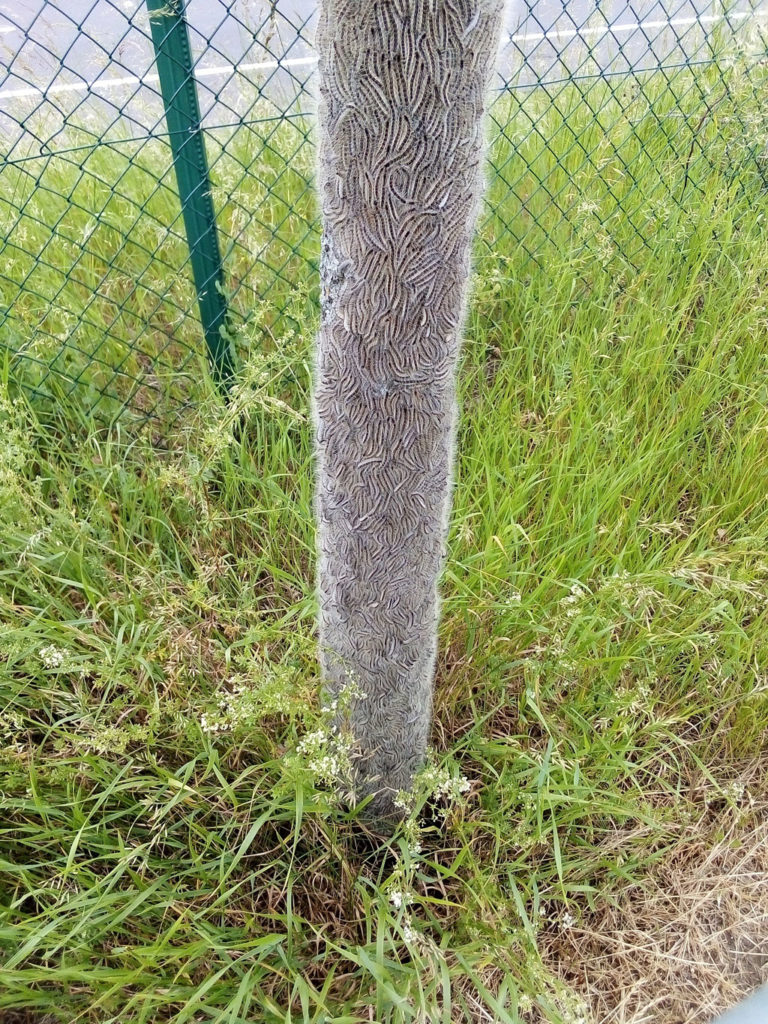 RHS lutte chenilles urticantes nuisibles Luxembourg