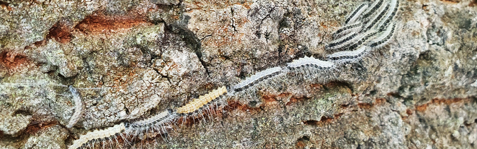 Chenilles processionnaires