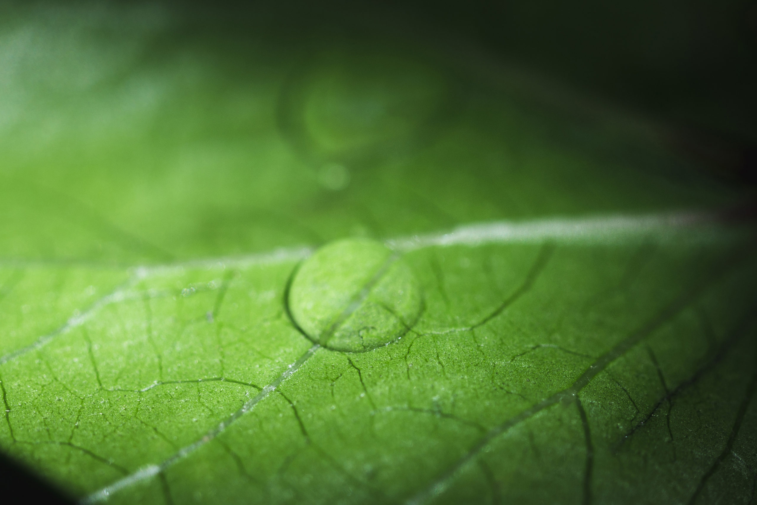 RHS Produit Eco Luxembourg