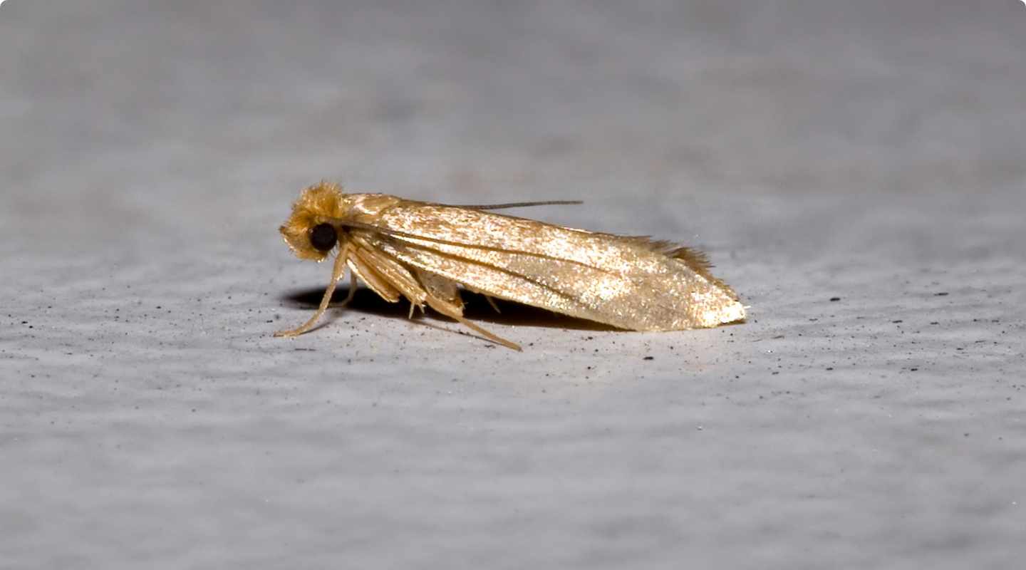 RHS Désinsectisation Mites Luxembourg