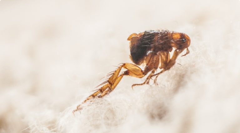 RHS Désinsectisation Puce Luxembourg