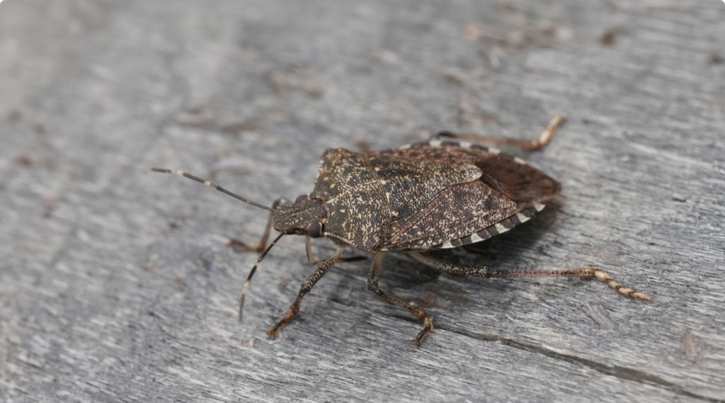 Punaises diaboliques