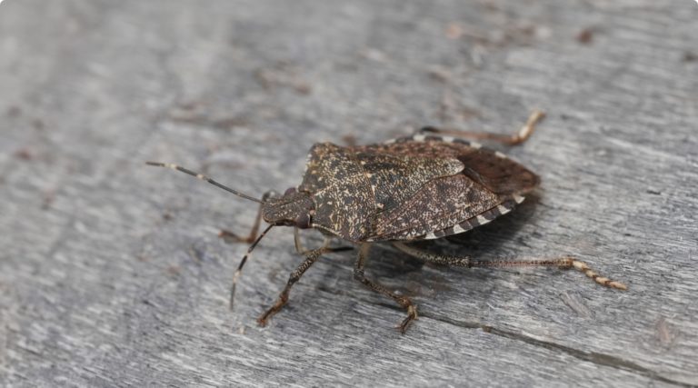 RHS Désinsectisation Punaises Diaboliques